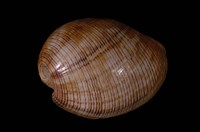 藏品(細線簾泡螺)的圖片